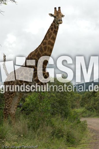 Giraffe (69 von 94).jpg